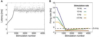 Less Might Be More: Conduction Failure as a Factor Possibly Limiting the Efficacy of Higher Frequencies in rTMS Protocols